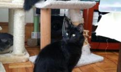 Chairman Meow and Knight were living in an active driveway until I rescued them.
Chairman Meow and Knight are about 8 1/2 - 9 months old (cats are called kittens until they reach one year old). The long-hair black kittens are male. The kittens are fully