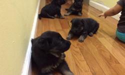 champion bloodline German Shepherd puppies available. puppies are from proven champion bloodline, Schutzund (IPO) titled parents. great temperament and drives. male and female puppies available, AKC registered, vaccinated and dewormed. I'm currently