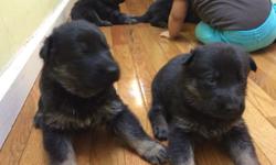 I currently have champion bloodline German Shepherd puppies available. These puppies are from proven champion bloodline, Schutzund (IPO) titled parents. Parents have great temperament and drives. Both male and female puppies available, they will be AKC