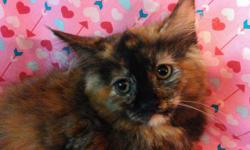 Champion Sired Female Maine Coon Kitten DOB 5/6/16 Patched Brown an Red, beautiful color! Has shots CFA registered, what a wonderful girl! for info call 315-729-9200