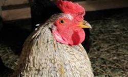 Chicken - Mr. Wonderful - Large - Adult - Male - Bird
CHARACTERISTICS:
Breed: Chicken
Size: Large
Petfinder ID: 24555197
CONTACT:
Forgotten Friends Pet Rescue, Inc. | Sharon Springs, NY | 518-284-2655
For additional information, reply to this ad or see: