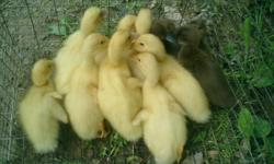 3 Pekin Ducklings and 2 Khaki Campbell Ducklings. 5 weeks old. $5 each or $20 for the group
13 Easter Egger Chicks. 2 weeks old. $3 each or $30 for all of them
20 Pekin Ducklings. 2 weeks old. $4 each
email, call or text