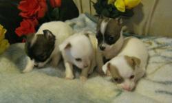 Hello Everyone,
Offering up for sale some beautiful chihuahua puppies. There are bothe long haired and short haired babies available. All the babies are fully independent and eating their own. They are exactly 8 weeks and totally ready to begin their
