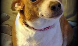 Chihuahua - Lacy - Small - Adult - Female - Dog
Meet Lacy, a 4 year old, short haired Chihuahua who was turned over to Lollypop Farm because she was not house trained (although the owner admitted to not allowing her outside!!) She is an incredibly sweet