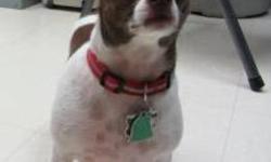 Chihuahua - Lucy - Small - Adult - Female - Dog
CHARACTERISTICS:
Breed: Chihuahua
Size: Small
Petfinder ID: 25386331
ADDITIONAL INFO:
Pet has been spayed/neutered
CONTACT:
Chemung County Humane Society and SPCA | Elmira, NY | 607-732-1827
For additional