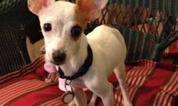 Chihuahua - Lyn - Small - Baby - Female - Dog
***SEE VIDEO OF LYN ATTACHED**** Hello! My name is Lyn. I am a 5 month old girl! I'm pretty small, only about 5 lbs, but don't let that fool you... I have a big personality! I love to be loved and held and to
