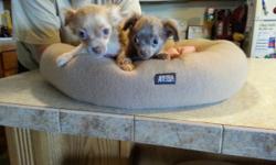 Sweet Chihuahua pups purebred no papers. All boys 12 weeks old. Raised with children. Puppies are up to date on wormings and vaccines including rabies. $250 Will Meet Call 607-693-1779 or text 607-242-7502
