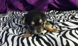 Chihuahua puppy ready to go, first shots and dewormed, tan color, call 607-760-4421 no emails no spam . Thanks $250 only to good home