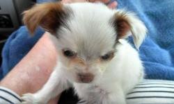 Chihuahua Puppy ,AKC 8 weeks old, white with red markings ,long coat, will be between 4-5 pounds full grown. personality plus, will make a wonderful lap compaigion.already spoiled rotten. Serious inquires only, private home, NO THIRD PARTIES ...