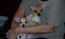 I have two brothers available, serious Chihuahua lovers only. Adult homes preferred. They are DRA registry,shots and vet checked. Please send me info about yourself, other pets, have you owned a toy breed before? I am interested in their secure and safe