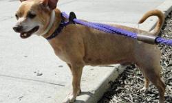 Chihuahua - Romeo - Small - Adult - Male - Dog
CHARACTERISTICS:
Breed: Chihuahua
Size: Small
Petfinder ID: 24254615
ADDITIONAL INFO:
Pet has been spayed/neutered
CONTACT:
Sean Casey Animal Rescue-Windsor Terrace, Brooklyn | Brooklyn, NY | 718-436-5163
For