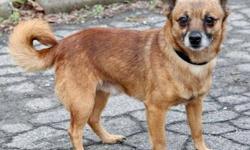 Chihuahua - Romeo - Small - Adult - Male - Dog
Meet Romeo! Romeo is a 5 year old Chi mix who was surrendered to Rochester Animal Services when his previous guardians found out from their landlord they couldn't have a dog. Despite being removed from his