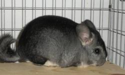 I am currently looking to downsize my herd and am selling many adult and young adult chinchillas to good homes.
Some are proven breeders, others have been shown but aren't proven yet.
Please contact me for more pictures, pedigree information and if you