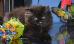 Watch this video;
https://www.youtube.com/watch?v=lUWLJbxnq2I
A beautiful Persian kitten can't wait to become a part of your family. This is a longhair pearsian with bright copper eyes. He has a chocolate coat that is incredibly fluffy. The kitten was