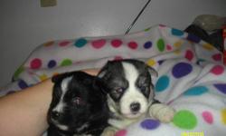 Hi
I have 4 babies
2 little girls
2 little boys
1st pics on the
polka dot blanket are
the little girls.. : )
Next Pics
on the zebra stripe
are the little boys..:>)
All have beautiful blue eyes
Mom is a Yorkie-Poo
Dad is a Chihuahua
1st puppy shots
and