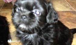 Hi
1 little boy left....black with white markings
to the right in pic
He has beautiful blue eyes
Mom is a Yorkie-Poo
Dad is a Chihuahua
1st puppy shots
and wormings
have been done
he has been started on
cratetraining/papertraining too : )
Ready now