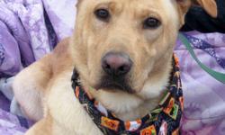Chow Chow - Kina - Medium - Adult - Female - Dog
Hi there, I'm Kina and I'm a shepherd mix who is four years old. I can be a little reserved at first, but when I get to know you, I warm up quickly. Because I'm a little more reserved kids 12 and up will be