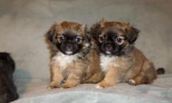 THESE ARE BEAUTIFUL LITTLE LAP LOVERS RAISED UNDERFOOT IN HOME. RAISED WITH CATS KIDS AND OTHER DOGS. VET CHECKED 1ST SHOTS AND WORMED, TO APPROVED HOMES ONLY CALL KRISTIE 518-562-0474 PLEASE LEAVE A MESSAGE OR 518-335 -8780 FEEL FREE TO TEXT