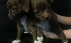 Two new purebred Chihuahua puppies for sale. Price is firm at $400 for your choice of either of the males. You may come to our home see the puppies, their parents and all my other dogs and animals.
Both puppies are CKC registered and come with