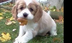 TWO PUPPIES LEFT!!!!!! Female - Elinore and Male- Fergus
Puppies are 50/50 Cavalier King Charles Spaniel and Cocker Spaniel.
Pups are ready to go to their new homes. Pups are family raised, very well socialized with children and other dogs, and have been