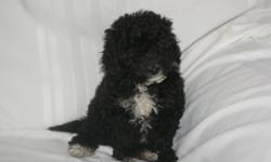 Female cockapoo. She is 10 weeks old and ready to go. She is very sweet. She loves to cuddle and play. I lowered her price so she can find her forever home. She has her first shot and deworming is up to date. Parents are here for you to meet. She comes