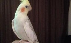 8 month old Cinnamon Pearl Pied male. He is semi tame, does NOT bite at all. He is currently molting so his feathers are fuzzy but he is healthy. He's very photogenic lol and a total sweet heart. He can wolf whistle and sings his freestyle tunes often.