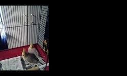 One pair of cockatiels to rehome to bird experienced home. NOT hand tame, would not be good pet for small children. They will interact with people in their cage, though.
Possibly both males, as both have been heard whistling.
Asking $130 for birds, cage,
