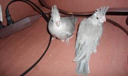 I have Cockatiel babies that will be ready in just under 2 months. If you have Facebook and would like to follow their growth and information the page is Petro's Cockatiels. Otherwise you can email me for any information. Babies will be hand tame and
