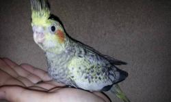 I have 2 Pearl Cockatiel Babies left looking for homes in July. They are almost 4 weeks old now. They are ICR banded and will be hand tame. Feel free to ask any questions or even put a non refundable deposit down. Pictures one and two are the same baby