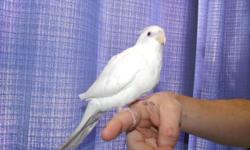 Hello, I have a white face lutino young handfed cockatiel. Very healthy and in great feather. Loves people and being out of the cage. Adoption fee $175.00