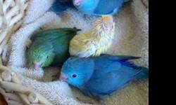 6 cockatiel young birds for sale, 3 was hand feed. 3 hatched February 2013, 3 hatched April 2013 $50. each call Kim at 585-298-9205 or 716-560-4684