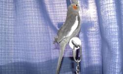 Hello, I have a few baby handfed cockatiels for adoption. All very friendly and easy to handle. $50.00 each See pics..