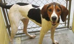 Coonhound - Sophia - Large - Young - Female - Dog
Sophia is one of the three dogs that were seized on September 15th, 2011 from an Ontario County woman. She had tied the dogs up and left them to die. Sophia was in the best condition of the three. She was