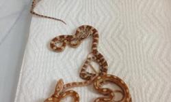 Baby butter and golddust corn snakes available just in time for Xmas . These make great holiday gifts since they are so easy to care for. These are beutiful examples of the species . Much nicer than any corn snake u will find in petco or petland discount