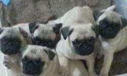 Cute adorable babies pugs puppies available. They are light fawn male pugs. They were born on March 16, they currently using the "Wee-Wee" Pad. They all has their shots and health certificate. The mom weight 12 lbs and father weight 16 lbs. Both parents