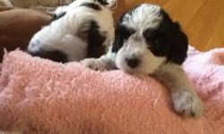 Smart, intelligent, fun and full of love. I have a litter of 5. Cavapoochon's (Father-Cavachon and Mother-Poodle Bichon Mix) puppies. The puppies will be ready to go home September 15. They will have received their shots and deworming. There are 3 females