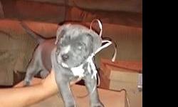 Two American bullies left ...9 1/2weeks old ...mother on premises ...picture of mother and father below please call or email for information