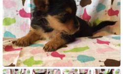 Very cute, sweet, and loving little male and female morkie puppys. This sweet litter of puppies were born November 29th, Thanksgiving babies. 4 Black with pinch of Tan or grey, 3 female and 1 male. They will be ready January 24th I am accepting deposits