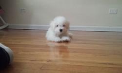 Cute bichon fris puppy is only 3 month now. Because i am moving to an apt which cannot have pet. So, my little boy need to rehome. He is complete with shots include rabies. He is an APRI registered dog with document. He comes with a fense, his bed, two