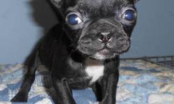 This little Bugg will steal our heart! She wants only to be held and stroked, although she will chase a ball. Mixed breed Boston Terrier and Pug, she is a shiny black with a few white points. Bred and raised in a home. She and her brother (weaering Santa