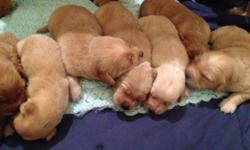 Golden Retriever Puppies, family raised, both parents on site. Will be ready by June 20th, Located in Brockport NY. For further details or pictures please contact me at (585)451-9109 Text or Call.