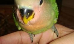 Hi, I am selling cute lovebird babies.They are healthy and make good pets. Please contact for further information.
