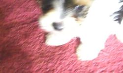 adorables tiny parti yorkis 8 weeks rare gold and white parti males $800 females $800 parents akc shots are utd and dewormed healthy tails and dewclaws have been done the puppies have creat personality is very friendly and playful for more infor.call me
