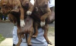 I have 5 beautiful male pitbull puppies. they r 8 weeks and full of energy. very healthy with for set shots and warmer. I am in the middle of moving and looking to get rid of them as soon as possible. for more information please contact me at 6 31 840