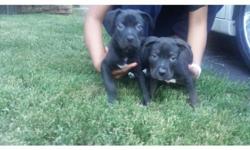 I have a few black Pitbull puppies left for sale. They gave their first set of shots and has also been dewormed. They are 8 weeks very healthy and full of energy. These are very well put together pups. The blood line is razors edge. The father is a