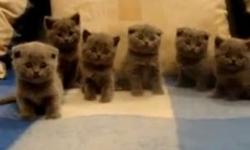 Hello, we are very happy to annouce another litter of scottish fold kittens.
They currently are 5 weeks old. Will be sold vet checked and with first set of shots and dewormings. Mom is with folded ears and dad straight eared.
We also have kittens ages