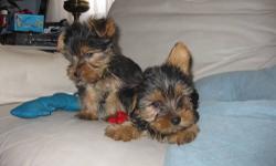 I have two purebred Yorkshire Terrier puppies for sale. They are both males. They were born on November 17, 2012. They have their first shots and are de-wormed. They also have their tails docked. Their mother is 4 lbs and their father is 7 lbs. They are