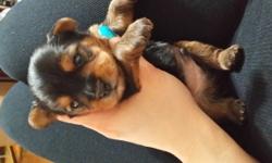Cute Yorkshire Terrier Puppies available. I have pups ranging from 8 weeks old to 1 year old. These pups already have great personalities. Very playful and friendly and gets along great with other dogs. They are up to date on all shots. For more