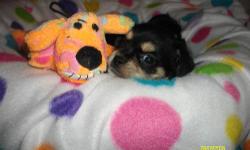 Hi
Mom is a mini schnauzer
Dad is a t-cup yorkie
Only 2 left!
They were 500
v-day special 50.00 off...your choice!!
ready soon...
Ready feb. 9th
But I will hold til Valentines Day!
They are very sweet, cuddly
Each little girl
will have :
Shots/wormed
and