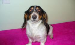 "Sonny" is red/piebald, longhair. 4 yrs old, current shots,
current heartworm tested-negative and neutered. He has a great
personality, very friendly. He is ready for a forever home.
For more info on Sonny contact us at 315-626-6272 or [email removed]
If
